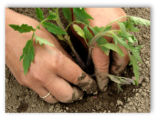 Gardening