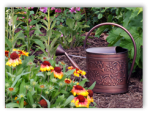 Xeriscape
