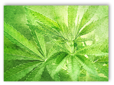 marijuana