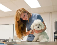 Veterinary student holding a small fluffy white dog